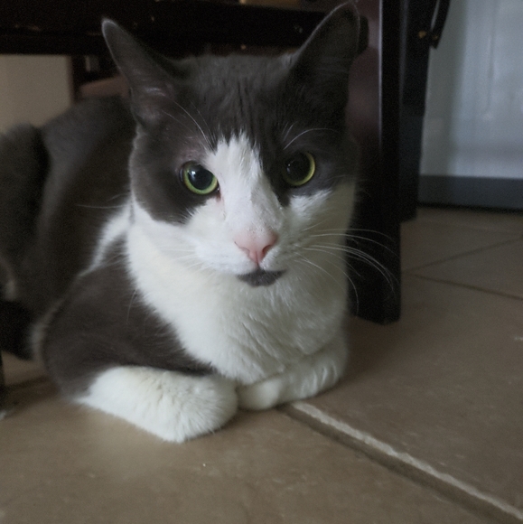 Meet your Posher, Cassi - Picture 3 of 4